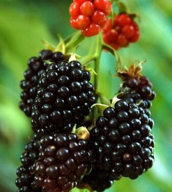 桑葚的功效与作用 常食桑葚保年轻