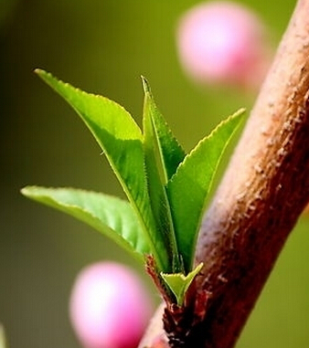 狐臭怎么治 民间偏方让你快速摆脱狐臭烦恼