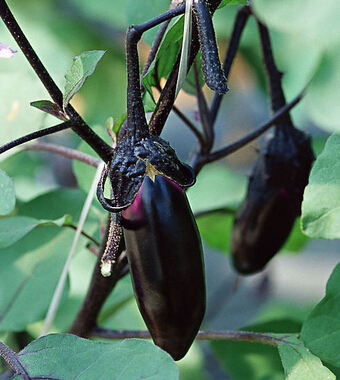 水果养生 比药还灵的9种果蔬皮