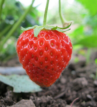 女人抗衰老吃什么 10种水果让女人年轻10岁