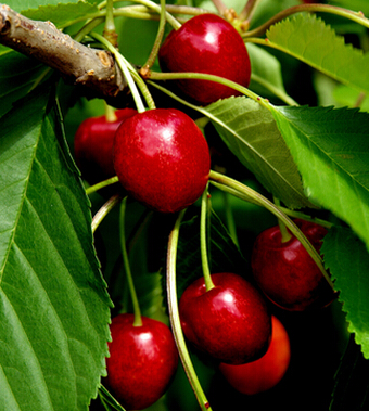 樱桃的功效与作用 樱桃好吃营养高