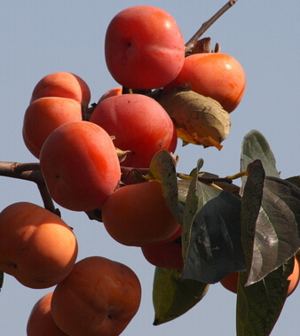 柿子的营养价值 秋天怎么吃柿子最好