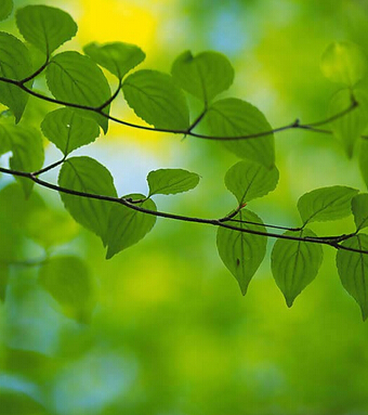 春天吃什么养生 教你春季老人败火方