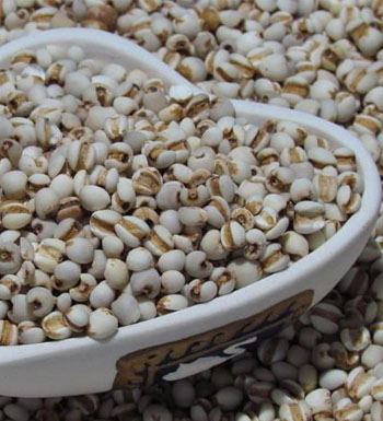 薏米的作用与功效及食用方法 薏米的营养价值