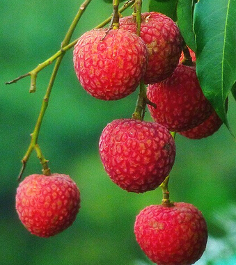 肾虚吃什么补 10种食物让男人 肾 利在望
