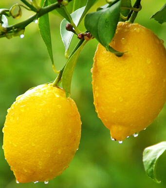 心肌缺血的症状 心肌缺血的十大食疗食谱