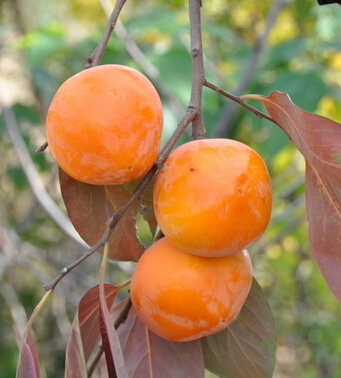 柿子的营养价值 秋天怎么吃柿子最好