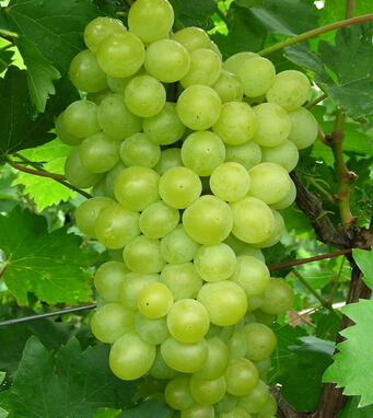 水果的营养价值 解密14种水果的秘密功效