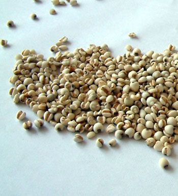 薏米的作用与功效及食用方法 薏米的营养价值