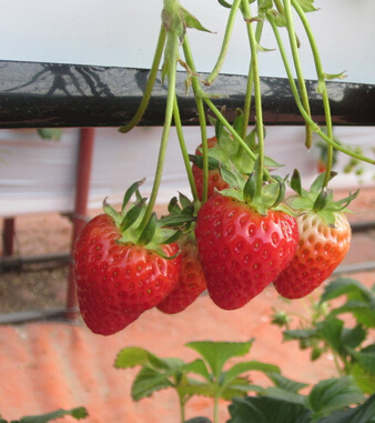 水果的营养价值 解读14种水果的秘密功效