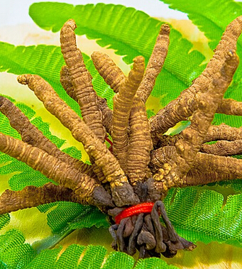 肾虚吃什么 10种食物帮你调理肾虚