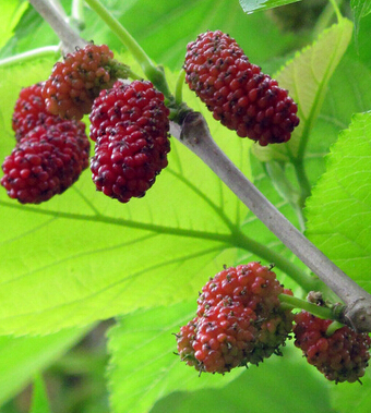 桑葚的功效与作用 桑葚保健抗老安眠防脱发