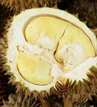 榴莲的功效与作用 榴莲的9大养生功效