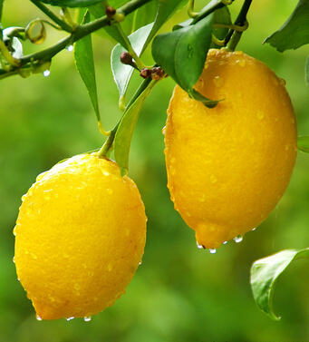 怀孕吃什么好 哪些食物有利母子健康