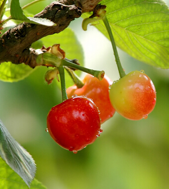 吃什么可以排毒 七种水果有效排出体内毒素