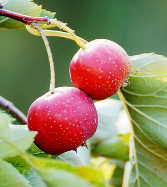 山楂的功效与作用 血淤型痛经者的保健佳品