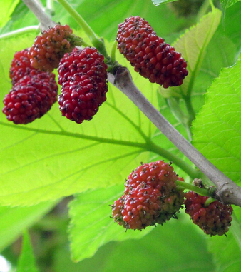 桑葚的功效与作用 常食桑葚保年轻
