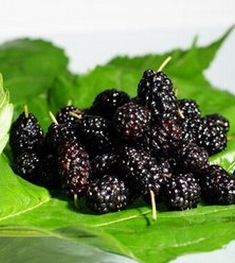 桑葚的功效与作用 常食桑葚保年轻