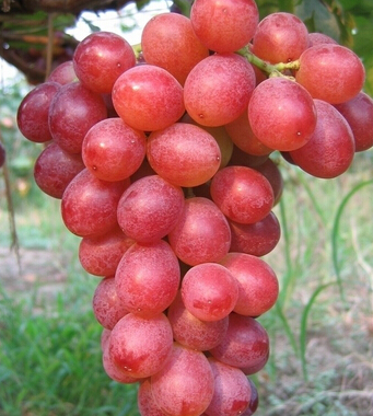 葡萄的功效与作用 初秋多吃葡萄保健康