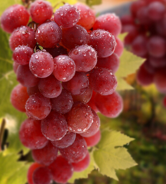 怀孕吃什么好 哪些食物有利母子健康