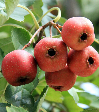 山楂的功效与作用 血淤型痛经者的保健佳品