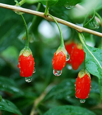 吃什么补肾壮阳 十三食物吃出男人味