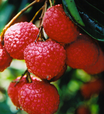 失眠吃什么水果好 安神的食物有哪些