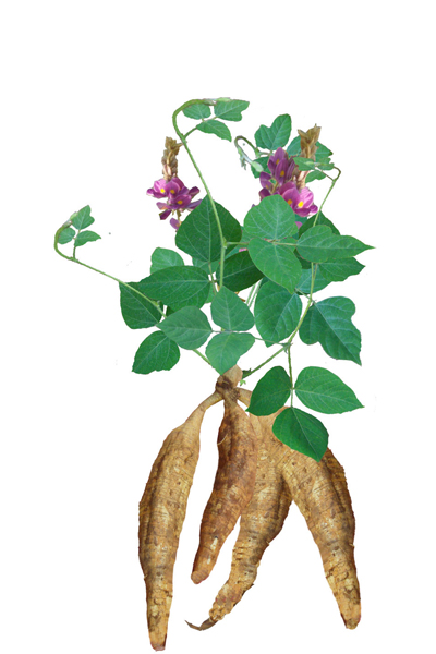 葛根的作用与功效 葛根的适宜人群