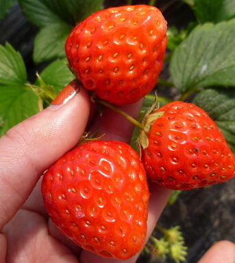 吃什么抗衰老 九天然抗老水果抓住你的青春