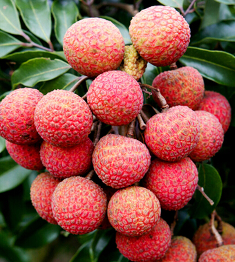 吃荔枝有什么好处 荔枝妙用巧治妇女病