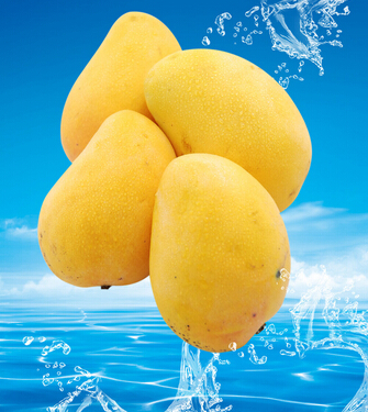 芒果不能和什么一起吃 芒果的禁忌要牢记