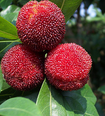 饮食养生常识 糖尿病患者可以吃杨梅吗