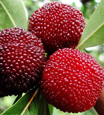 饮食养生常识 糖尿病患者可以吃杨梅吗