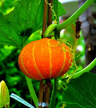 南瓜的吃法 吃南瓜要谨记6大忌