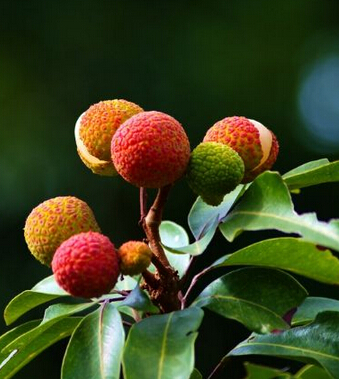 荔枝的功效与作用 补脾防斑多吃荔枝