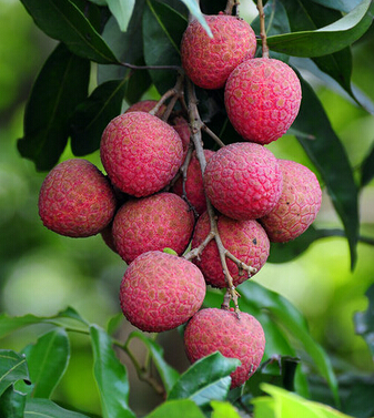 吃荔枝有什么好处 荔枝妙用巧治妇女病