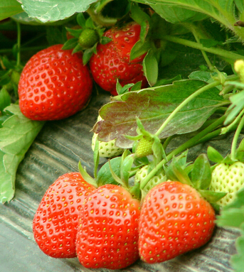 水果的营养价值 14大水果滋补功效赛良药