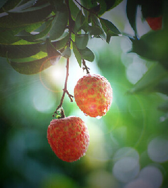 吃荔枝有什么好处 荔枝妙用巧治妇女病