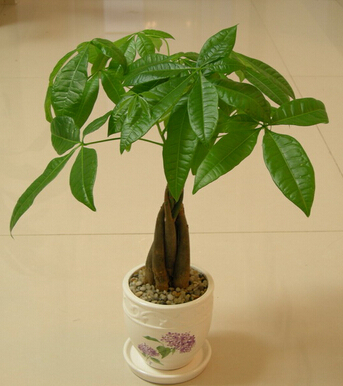 风水学入门 风水八招教你如何在家吸金