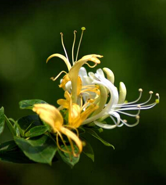 女性养生保健 女人需警惕这些寒凉美食