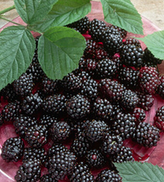 气血不足吃什么好 推荐九大补气血的食物