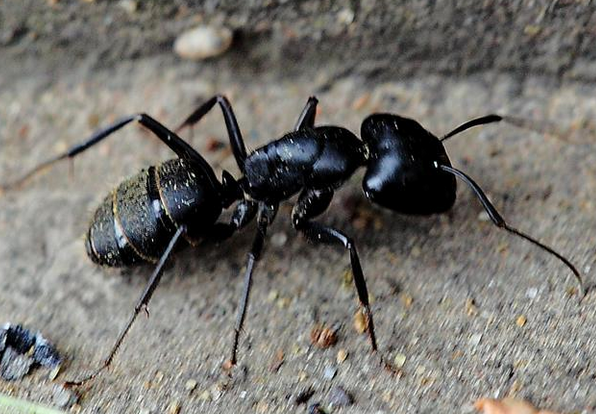 不起眼的小动物 黑蚂蚁的功效与作用