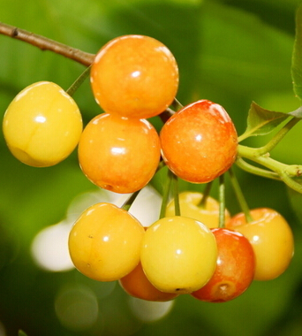 水果的营养价值 水果大战 星期综合征