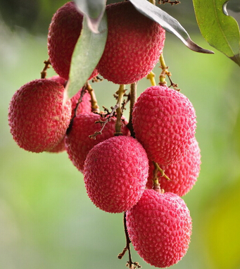荔枝的功效与作用 补脾防斑多吃荔枝