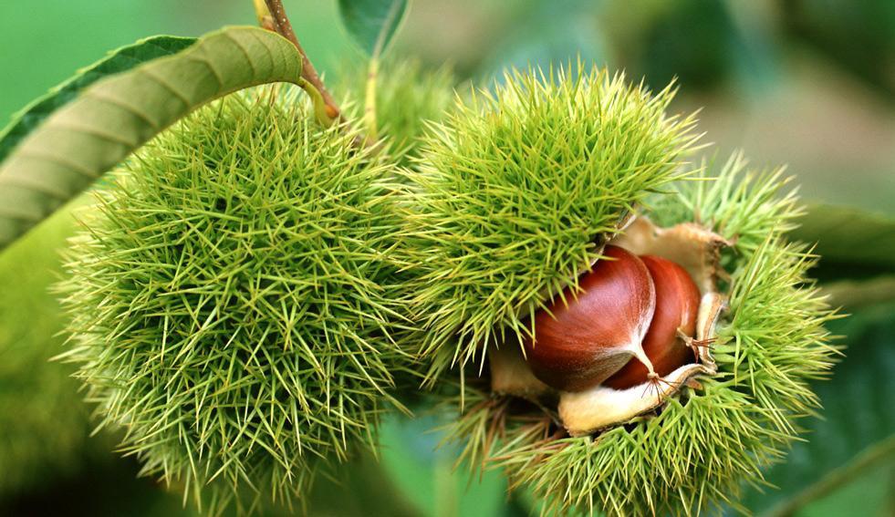 孕妇可以吃板栗吗 细数板栗的营养价值