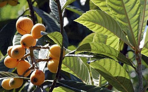 内分泌失调吃什么好 这10大食物帮助你