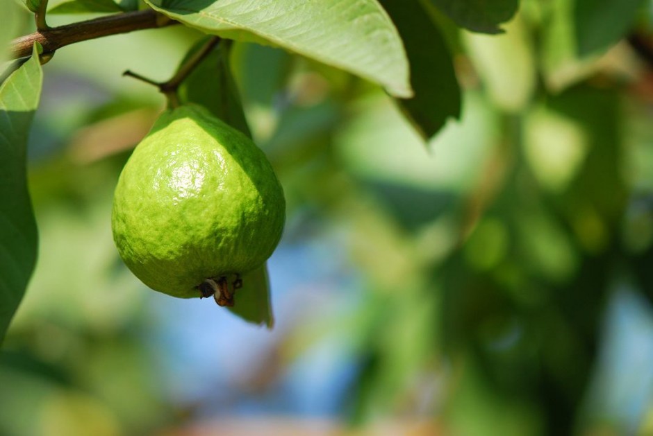 番石榴的营养价值介绍 番石榴籽吃了会便秘吗