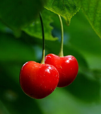 吃樱桃有什么好处 夏食樱桃补气养心