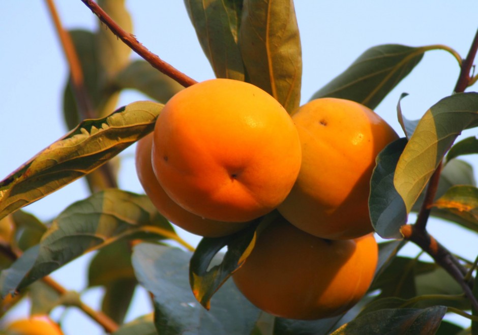 柿子怎么吃不涩 柿子相克食物大盘点