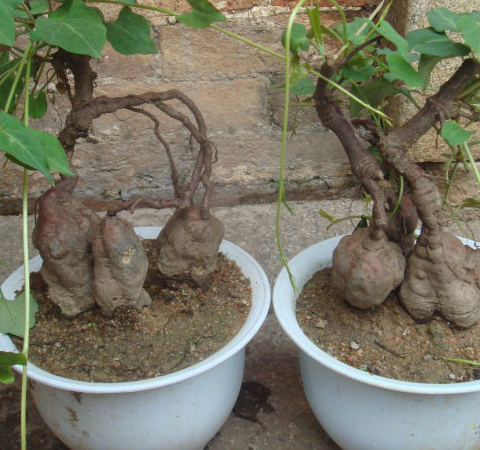 促进造血功能 首乌的功效与作用及吃法介绍